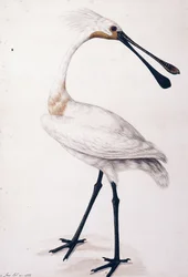Skednäbb, 1777