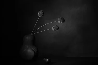 Mörk blomstertystnad