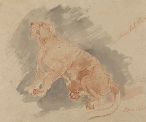 Studie av en tiger