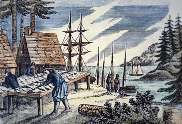 Fiskare som torkar torsk i New England, från ett träsnitt från 1600-talet (färg litho)