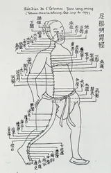Akupunktur: "" Meridian i magen"", red.