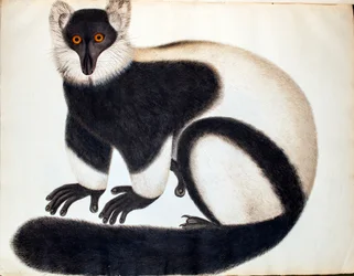 Svartvit vari, från ”Djur i Reeves-samlingen”, teckningar från Kina, ca 1829-31
