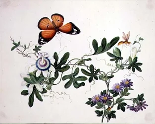 Passion Maua na Butterfly (watercolor kwenye karatasi)swed
