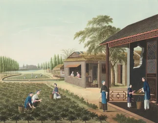 Teproduktion, ca 1820 (kroppsfärg och guldfärg på siden, nedlagd på papper)