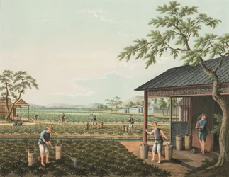 Teproduktion, ca 1820 (kroppsfärg och guldfärg på siden, nedlagd på papper)