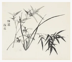 Tio Bamboo Series