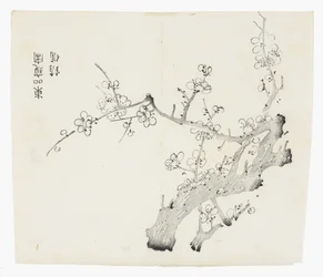 Tio Bamboo Series