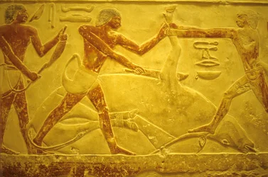 Forntida Egypten, Väggsnideri/målning, Mastaba/Tomb of Idout, Saqqara, 2323-2150 f.Kr., Tjur slaktad för offer (foto)