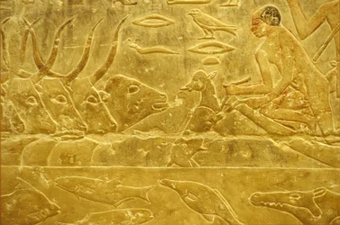 Forntida Egypten, Väggristning/-målning, Idouts mastaba/grav, Saqqara, 6:e dynastin, Boskap över en flod, Man hjälper en kalv över en flod, Mor tittar på (foto)