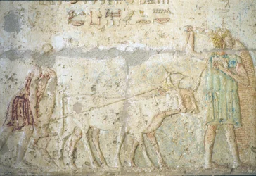 Forntida Egypten, Väggristning/-målning, Petosiris grav, Tuna el Gebel, 300 f.Kr, Plöjning och sådd av grödor (foto)