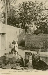 The Camel Driver