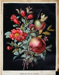 Granatäpple och dess blomma - botanisk bräda