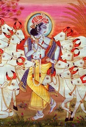 Lord Krishna och kor Miniatyrmålning