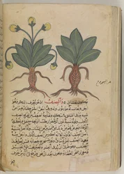 Or 3366 f.144v Han- och honmandragoror, ur 