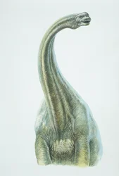 Brontosaurus, Jurassic period (färg litho)