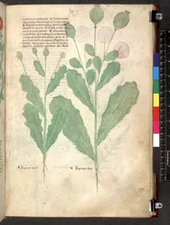 Egerton 747 Tractatus de herbis (växtbaserade) c.1280-1310 (bläck & färg på veläng)