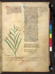 Egerton 747 Tractatus de herbis (växtbaserade) c.1280-1310 (bläck & färg på veläng)