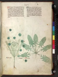 Egerton 747 Tractatus de herbis (växtbaserade) c.1280-1310 (bläck & färg på veläng)