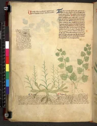 Egerton 747 Tractatus de herbis (växtbaserade) c.1280-1310 (bläck & färg på veläng)