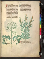 Egerton 747 Tractatus de herbis (växtbaserade) c.1280-1310 (bläck & färg på veläng)