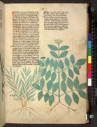 Egerton 747 Tractatus de herbis (växtbaserade) c.1280-1310 (bläck & färg på veläng)