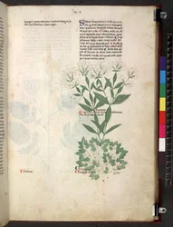 Egerton 747 Tractatus de herbis (växtbaserade) c.1280-1310 (bläck & färg på veläng)