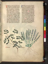Egerton 747 Tractatus de herbis (växtbaserade) c.1280-1310 (bläck & färg på veläng)