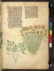 Egerton 747 Tractatus de herbis (växtbaserade) c.1280-1310 (bläck & färg på veläng)