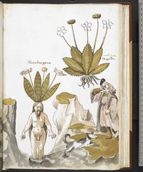 Harley MS 3736 f.59r En mandrake som dras ut av en hund, från 