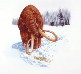 Mammut söker mat i snö, pliocen/pleistocen period (färg litho)