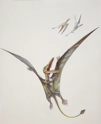 Rhamphorhynchoid, Jurassic period (färg litho)