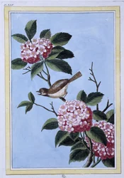 Fågel - japanskt tryck