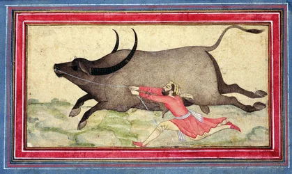 Runaway Buffalo, Johnson Album XIV, no.11, tergo, c.1700 (färgad teckning på albumblad)