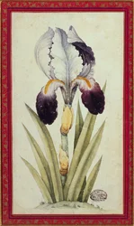 Studie av en flagga Iris (akvarell på papper)