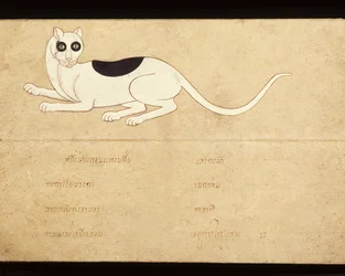 Blad ur ett manuskript om siamesiska katter, tidigt 1900-tal (akvarell på papper)