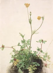 Tyska: Smörblomma, rödklöver och groblad Smörblommor, rödklöver och groblad