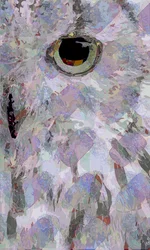 Owl3 (digital)
