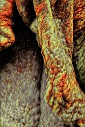 Trädstam, 2021 (digital)
