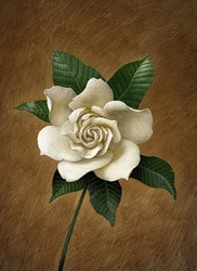 Gardenia, 2015 (skrapkartong, färglagd digitalt)