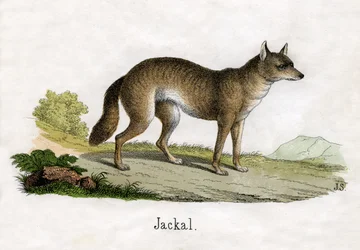 Antikt tryck av en schakal