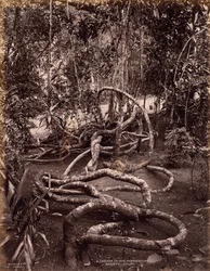 En ranka i Peradeniya Gardens, Ceylon