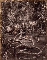 En ranka i Peradeniya Gardens, Ceylon, ca. 1880.