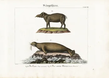 Tapir och arktisk valross