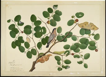 Brahminstare med två Antheraea-fjärilar, larv och kokong på indiskt jujubeträd, blad ur en serie beställd av Lady Impey, 1777