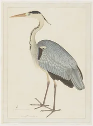 Grey Heron, folio från en serie beställd av Lady Impey, ca 1780-82