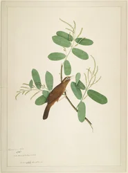 Hwamei på Terminalia Branch, folio från en serie beställd av Lady Impey, 1780