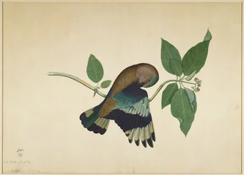 Indian Roller on Sandalwood Branch, folio från en serie beställd av Lady Impey, 1779
