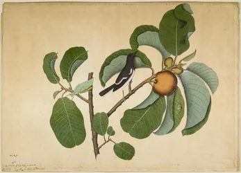 Orientalisk skatrobin med vårtbitare och bladstrit på en gren av elefantäpple, blad ur en serie beställd av lady Impey, 1778