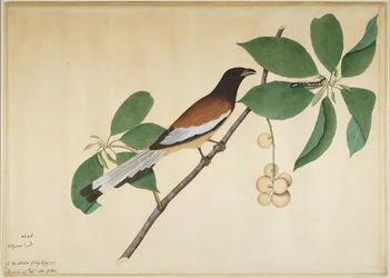 Rostbrun träskata och larv på en gren, blad ur en serie beställd av Lady Impey, 1777