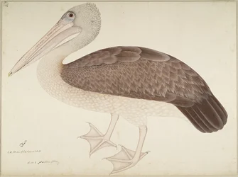 Fläcknäbbad pelikan, blad ur en serie beställd av Lady Impey, ca 1780-82